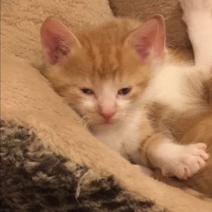 Meet your Posher, Carole